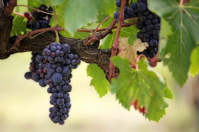 What The Grapevine Teaches Us About Spiritual Growth