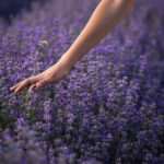 lavender_flowers_woman