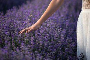 lavender_flowers_woman